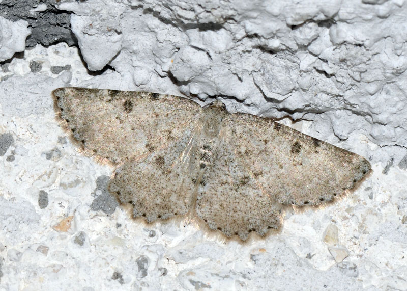 Geometridae da determinare